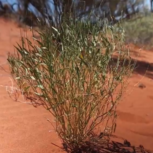 Lower Arrernte Lesson 2 – 2nd draft